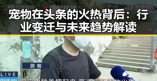 宠物在头条的火热背后：行业变迁与未来趋势解读